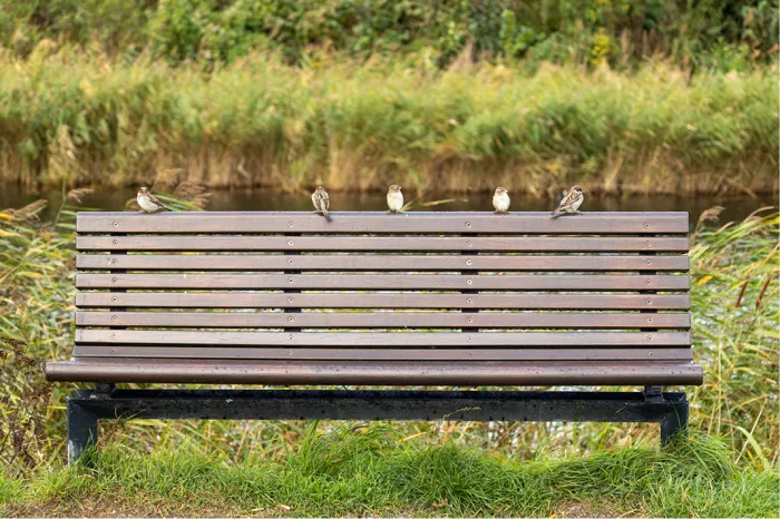 Houten zitbank met vijf huismussen op een rij op de rugleuning, met riet en water op de achtergrond