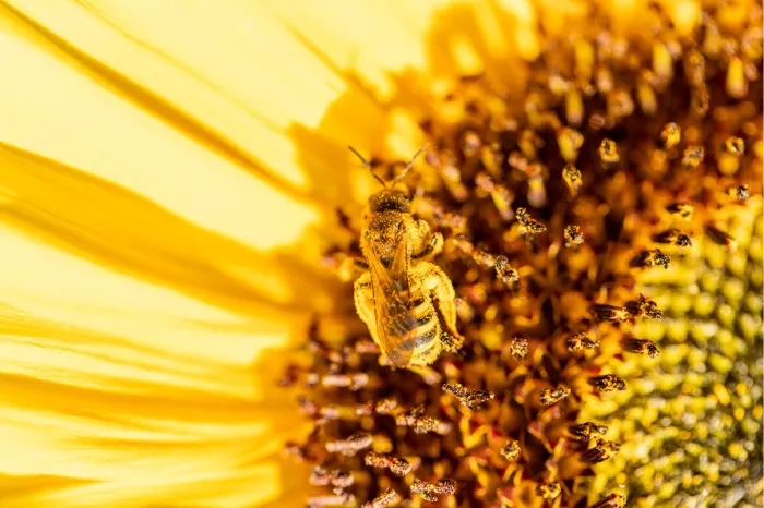Bij op het bruine hart van een zonnebloem naast felgele bloembladen, in close-up
