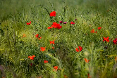 Wild bloemenboeket, de foto