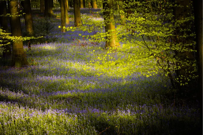 Blauw tapijt van wilde hyacinten tussen beukenstammen, met zonlicht op fris groen blad