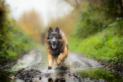 Duitse herder in actie, de foto