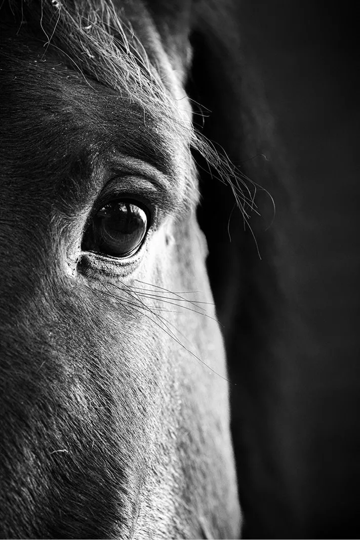 Half paardenhoofd met oog en manen in zacht licht tegen een zwarte achtergrond