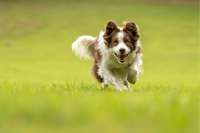 Bruin-witte border collie rent met open bek over een groene weide