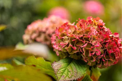 Hydrangea, de foto