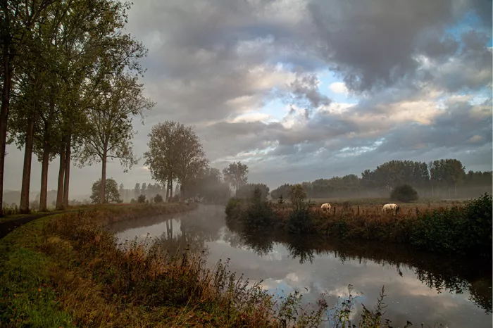 Rivier met spiegelende wolken, bomenrij op de oever en koeien in een mistige wei