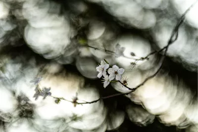 Lente bloesems, de foto
