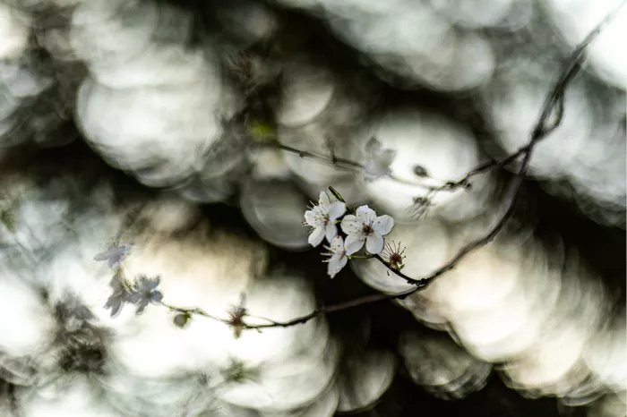 Takje met kleine witte bloesems voor een achtergrond van grote, zachte lichtbollen