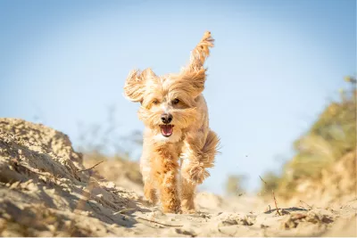 Labradoodle in de duinen, de foto