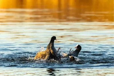 Gevecht tussen meerkoeten, de foto