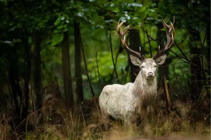 Wit edelhert met groot gewei komt uit de struiken van een donker groen bos