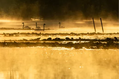 Mistige ochtend op het water, de foto