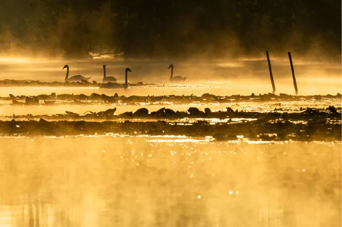 Zwanen en watervogels als silhouet op een vijver in gouden ochtendmist, met twee paaltjes