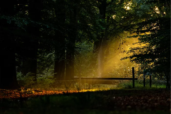 Gouden zonnestraal valt door een donker bos op een houten hekje en bladeren op de bosbodem