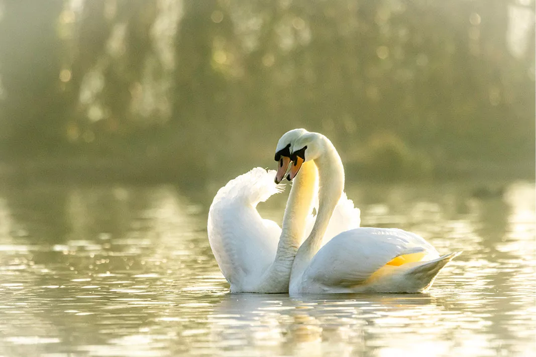 Twee witte zwanen vormen met hun halzen een hart op glinsterend water