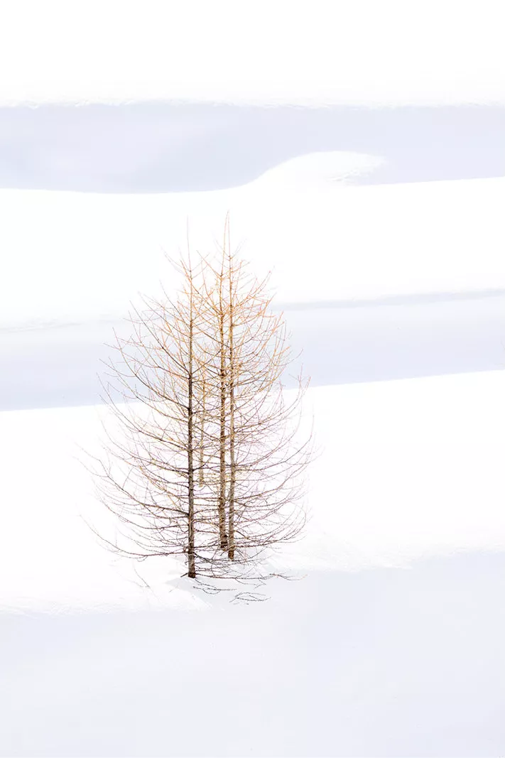 Jong kaal boompje alleen in een wit sneeuwveld met zachte golvingen