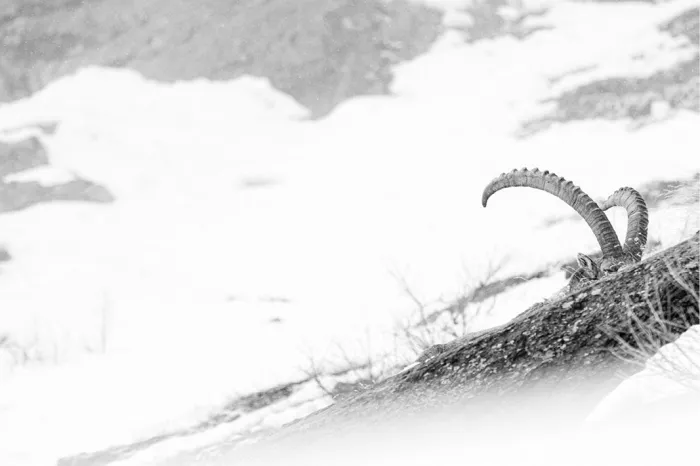 Gebogen hoorns van een steenbok steken boven een besneeuwde helling uit, in lichte tinten