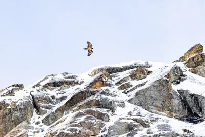 Lammergier boven de Alpen, de foto