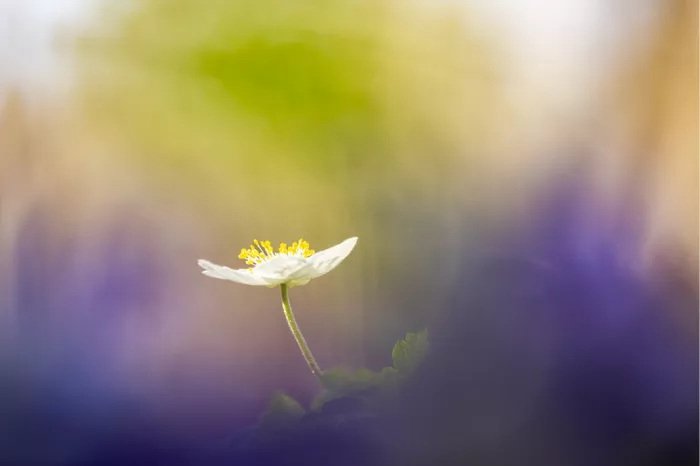 Bosanemoon met opengesperde witte bloemblaadjes en een geel hart, fel belicht tegen een wazige achtergrond van groen, paars en geel bokeh.