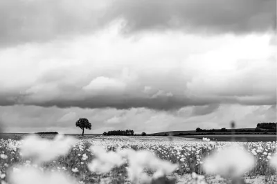 Wolken boven het bloemenveld, de foto