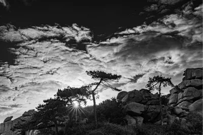 Zonnester tussen de dennen, de foto