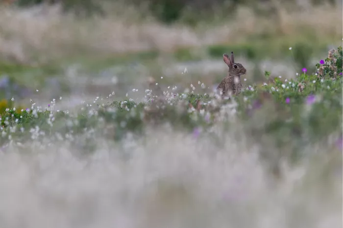 Konijn zit alert tussen wollig wit gras en paarse veldbloemen met een wazige voorgrond