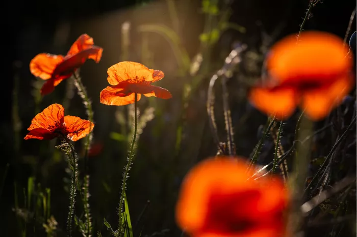 Felrode klaprozen in tegenlicht tegen een donkere achtergrond met wazige bloemen vooraan