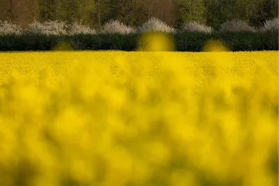 Koolzaadveld met lichtvlekken, de foto
