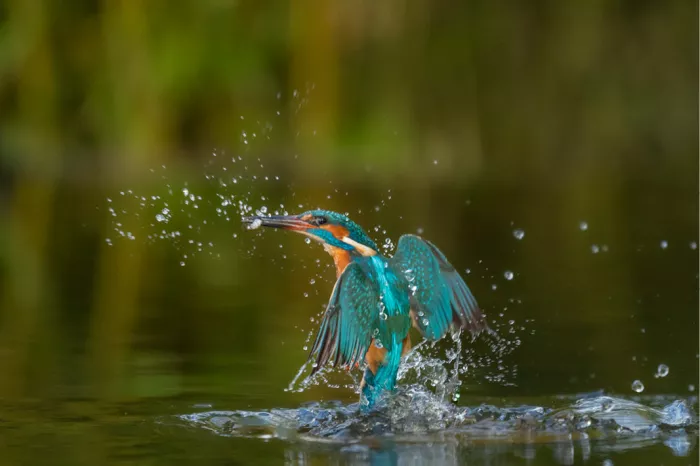 Een kleurrijke ijsvogel spat door het water tijdens een snelle duik op zoek naar vis. Het opspattend water en de beweging geven de foto dynamiek