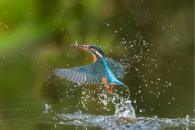 IJsvogel vol waterparels, de foto