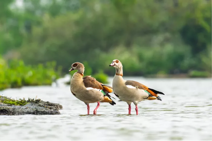 Twee nijlganzen wandelen in harmonie naast elkaar, oplettend, een opvallende verschijning, observeren; onscherpe achtergrond die de vogels beter tot zijn recht laten komen