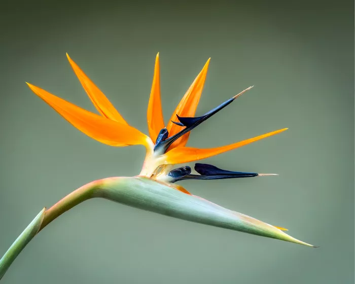 De Strelitzia straalt rust en elegantie uit tegen een zachte grijsgroene achtergrond. De subtiele kleuren zorgen voor een verfijnde uitstraling waarin de exotische bloem en haar karakteristieke vorm alle aandacht krijgen.