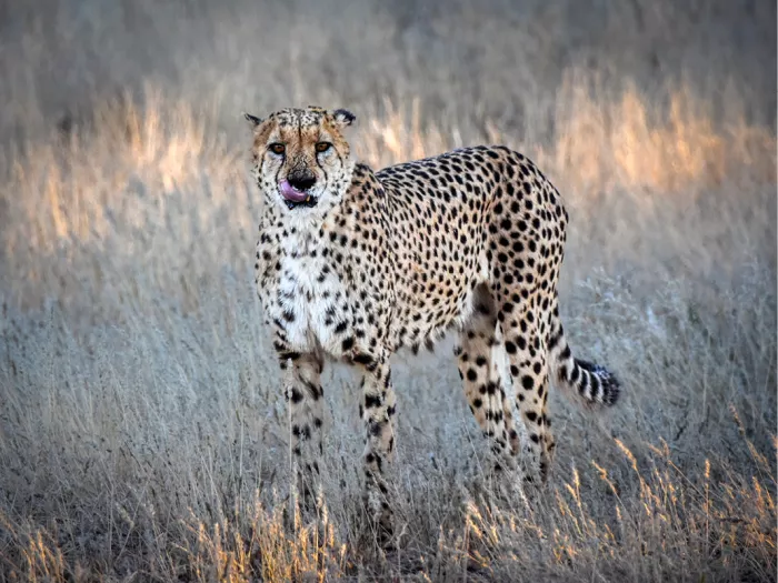 Een cheetah staat alert tussen het droge gras en kijkt recht de camera in. Het warme avondlicht en de zachte achtergrond benadrukken de elegante bouw en de intense blik van het snelste landzoogdier ter wereld.