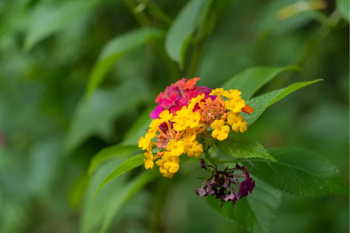 Kleurrijke lantanabloempjes in geel, roze en oranje vormen een bosje tussen het groene bladerdek, met een verwelkte tros er vlak onder.
