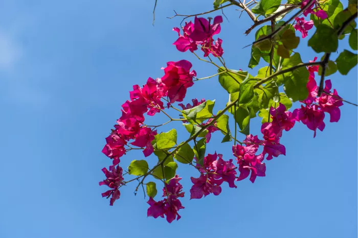 Takken met felroze bougainvillea-bloesems en groene blaadjes tegen een strakblauwe lucht