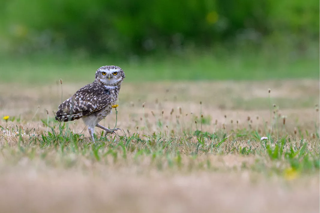 Gespikkelde uil met gele ogen stapt door droog en groen gras naast een klein geel bloempje