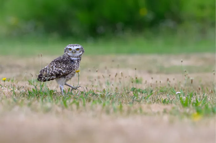 Gespikkelde uil met gele ogen stapt door droog en groen gras naast een klein geel bloempje