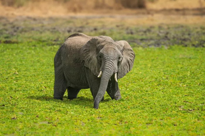 Jonge olifant staat in een moeras vol groene waterplanten, met druppelend water onder de slurf