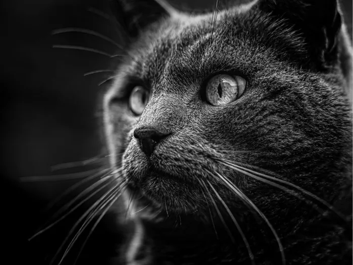 Grijze kat in profiel die naar links opkijkt, met lichte ogen en oplichtende snorharen tegen een zwarte achtergrond