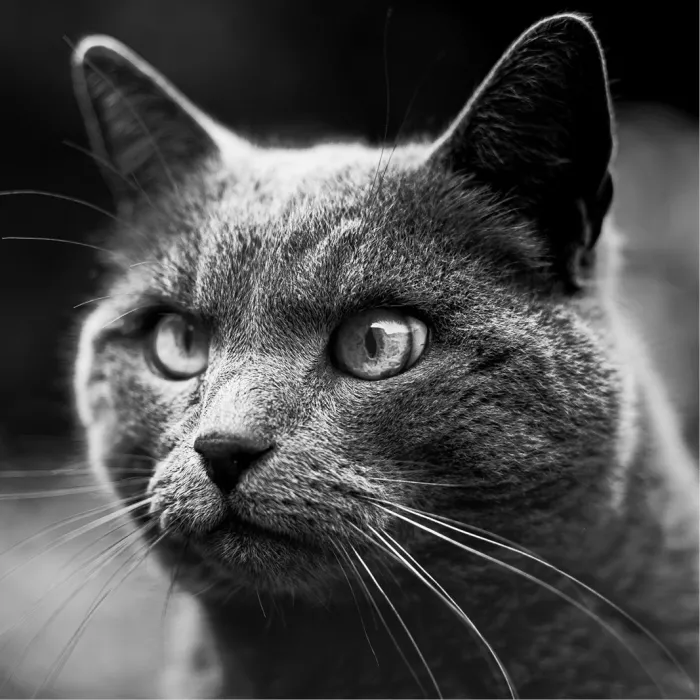 Grijze kat met grote lichte ogen en lange snorharen die opzij kijkt, in zwart-wit tegen een donkere achtergrond