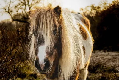 Gouden pony, de foto