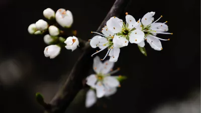 Prille lente, de foto
