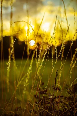 Gras in de gloed, de foto