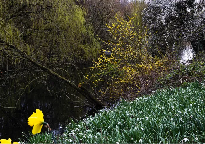 Beekoever in de lente met treurwilg, gele bloeiende struik, witte klokjes en een gele narcis