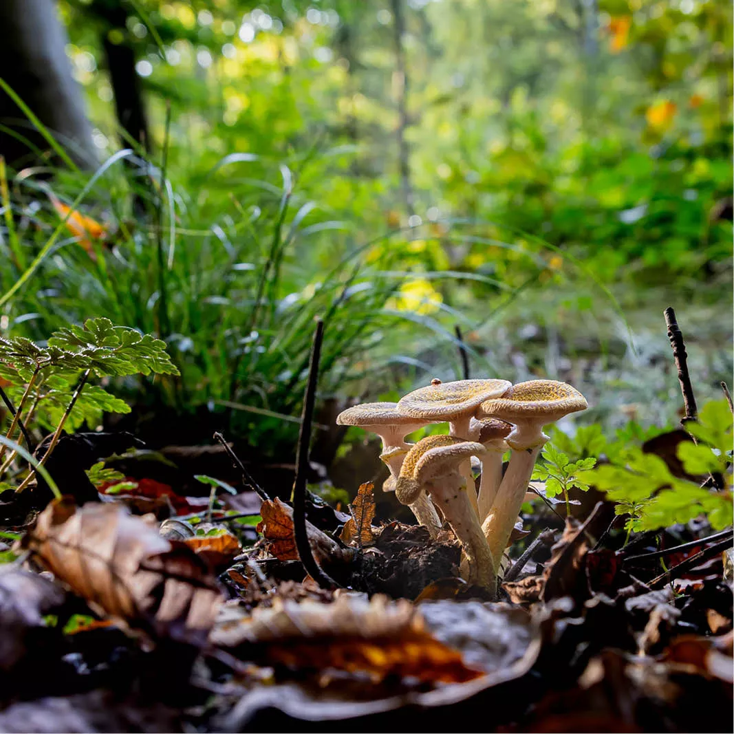Groepje lichtbruine paddenstoelen tussen herfstbladeren en varens op de bosbodem