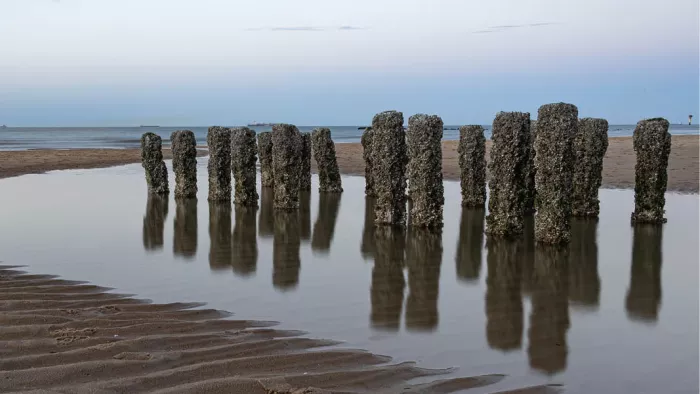 Houten palen met mosselen en zeewier die spiegelen in een plas op het strand