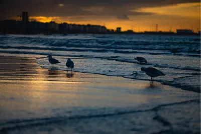 Meeuwen aan de kust bij zonsondergang, de foto