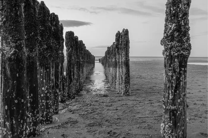 Twee rijen houten palen van een golfbreker die in perspectief naar de zee lopen, in zwart-wit