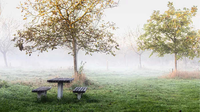 Een verlaten picknickbank staat in een zachte, wit omhulde ochtendmist in een rustige boomgaard. De frisse groentinten en het stille landschap geven de foto een ingetogen en serene sfeer.