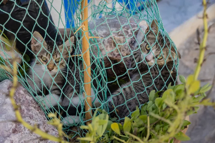Twee jonge cyperse katten met groene ogen kijken recht in de lens vanachter een turkooisgroen net, tussen grote keien, een houten stok en groene plantenbladeren in zacht zonlicht.