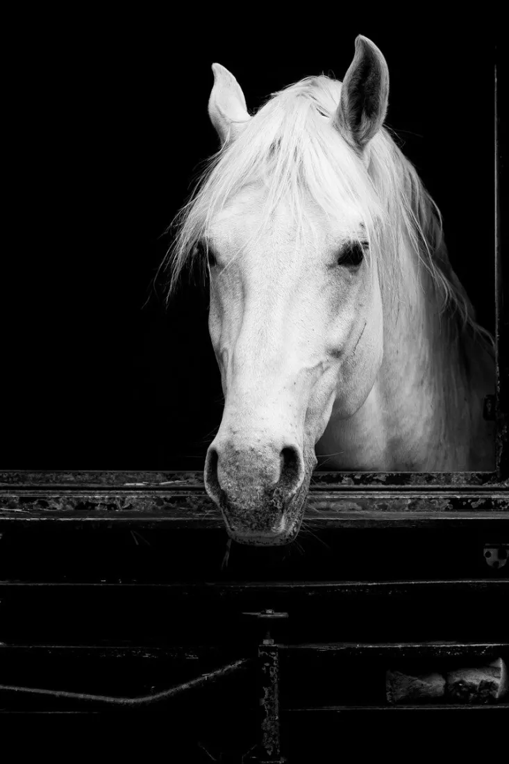 Frontaal zwart-witportret van een wit paard dat zijn kop over de rand van een donkere staldeur steekt, met een lange manen over het voorhoofd, rechtopstaande oren en een zachte blik tegen een diepzwarte achtergrond.